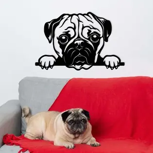 Legnépszerűbb Modern dekoráció - Mopsz kutya kép